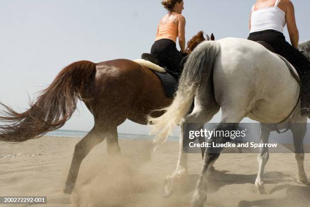 435 Horse Rear End Stock Photos, High-Res Pictures, and Images - Getty ...