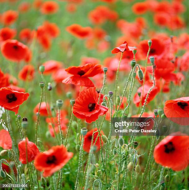 red poppy field (papaveraceae sp), summer - poppy stock pictures, royalty-free photos & images