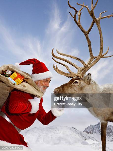 'santa' touching reindeer on chin (digital composite) - reindeer stock pictures, royalty-free photos & images