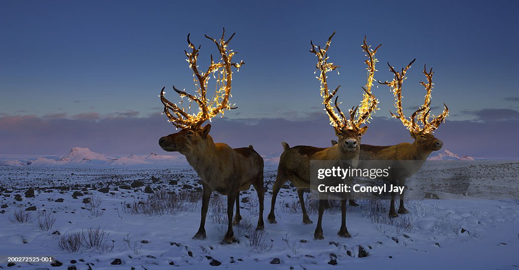 Three reindeers with lights in antlers (digital composite)