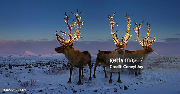three reindeers with lights in antlers (digital composite) - winter holiday stock pictures, royalty-free photos & images