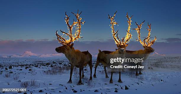 three reindeers with lights in antlers (digital composite) - ren bildbanksfoton och bilder