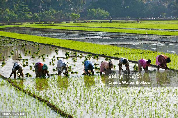 india, goa, cortalim, people toiling in rice fields - paddy field stock pictures, royalty-free photos & images