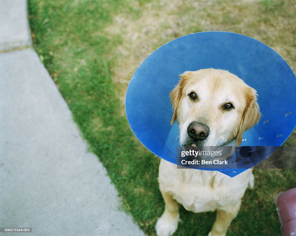 Dog wearing protective collar, elevated view