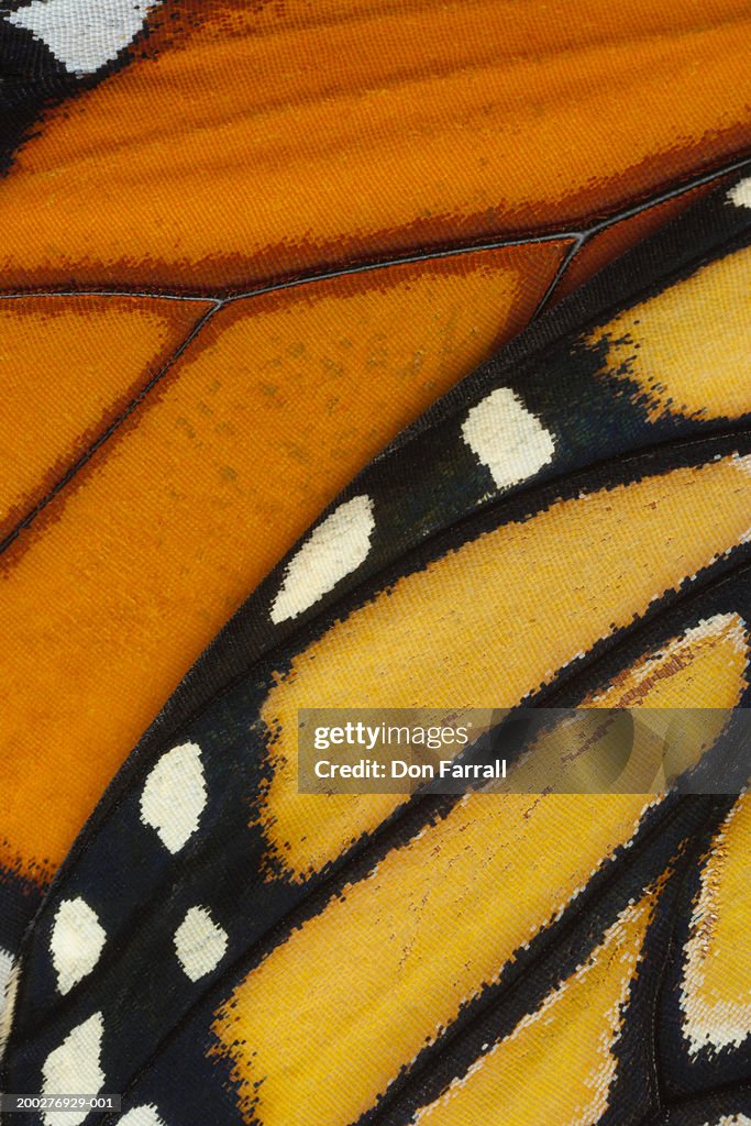 Monarch Pattern Monarch Butterfly Wing Pattern