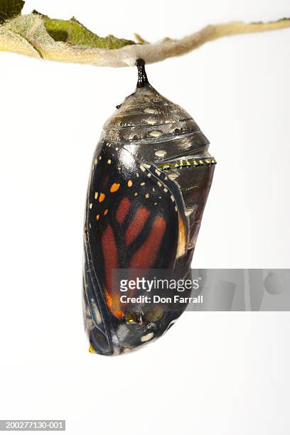 monarch butterfly (danaus plexippus) in chrysalis, close-up - bozzolo foto e immagini stock