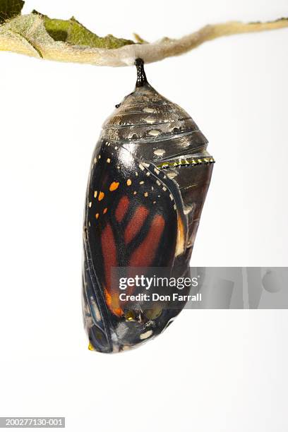 monarch butterfly (danaus plexippus) in chrysalis, close-up - crystalists stock pictures, royalty-free photos & images
