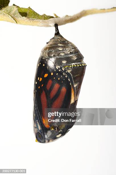 monarch butterfly (danaus plexippus) in chrysalis, close-up - cocoon 個照片及圖片檔