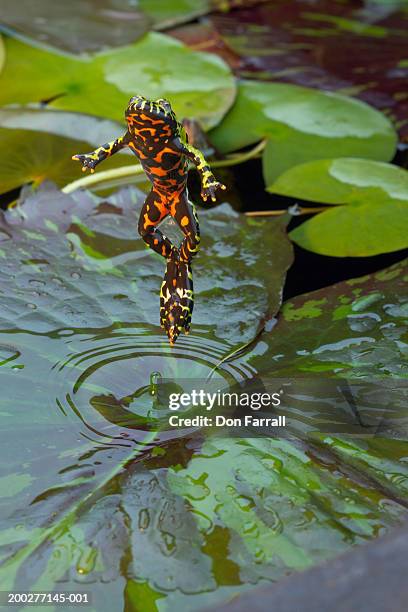 fire-bellied toad (bombina sp.) jumping off lily pad, elevated view - amphibian stock pictures, royalty-free photos & images