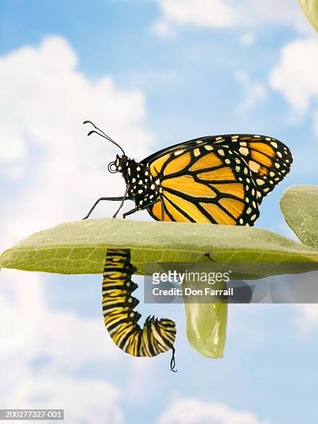 monarch butterfly, caterpillar and pupa on leaf - kokong bildbanksfoton och bilder