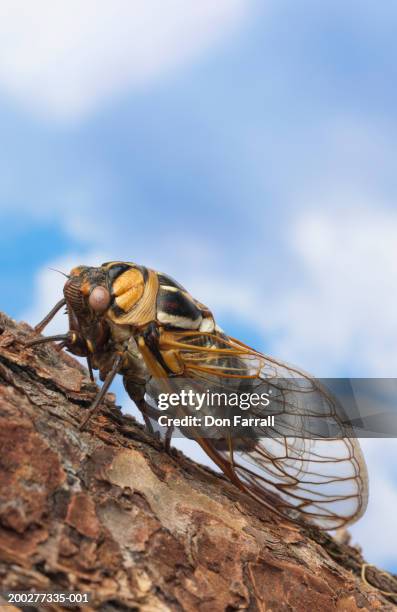 Cicada Shell Pattern Cicada Pattern Photos and Premium High Res Pictures - Getty Images