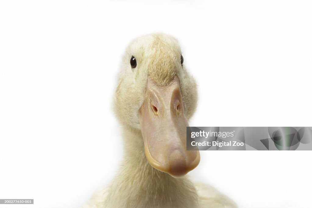 Campbell duckling, close-up