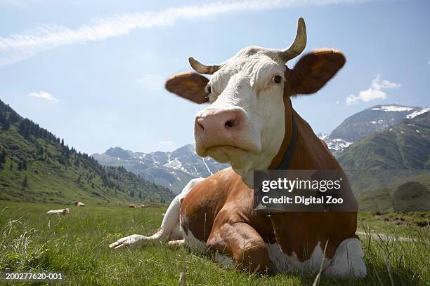 cow wearing bell, sitting on grass, close-up - female cows with horns stock-fotos und bilder