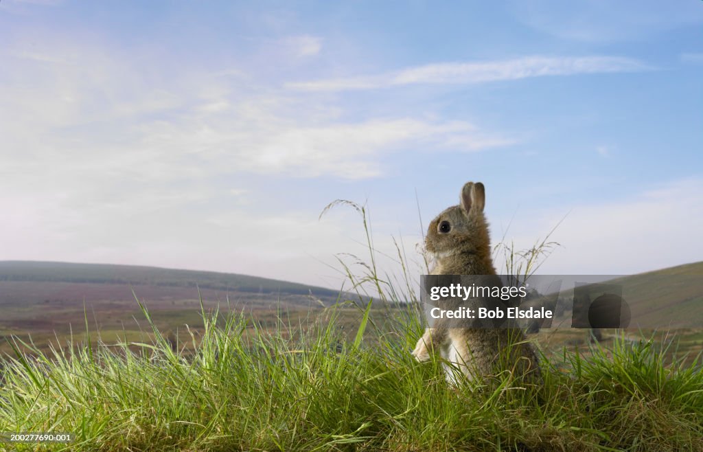 Rabbit on hind legs in field (digital composite)