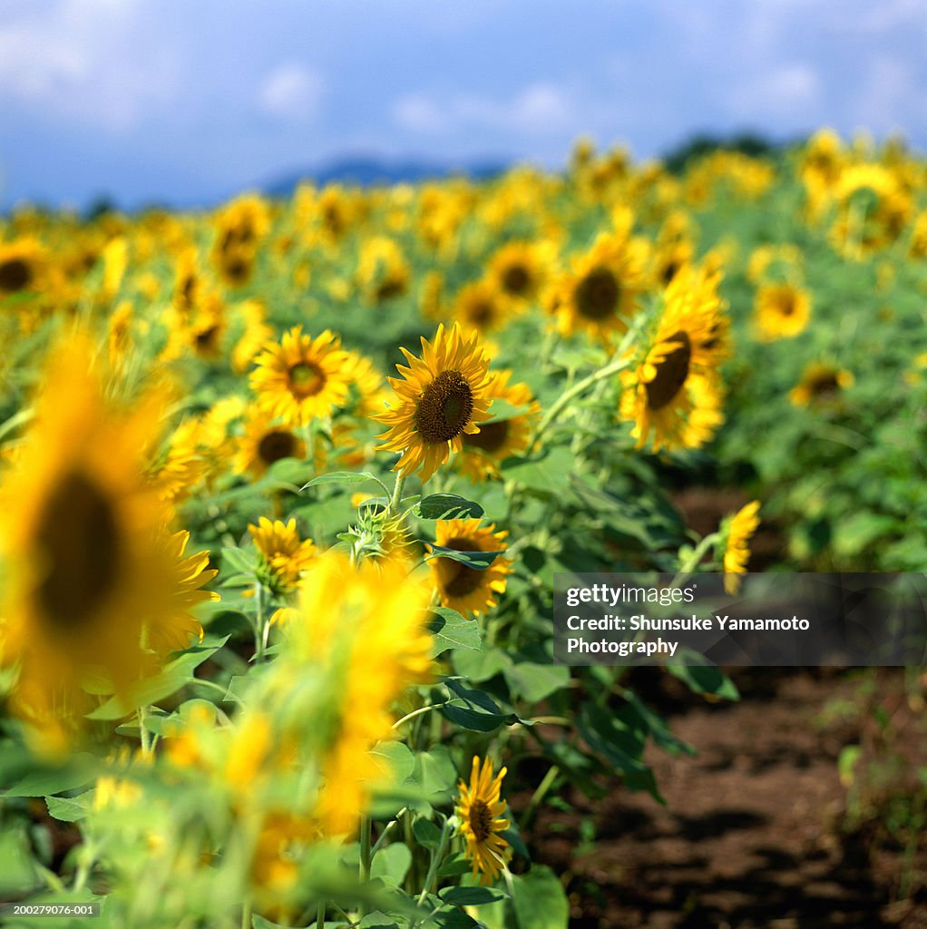 Field of sunflowers (Helianthus sp.)