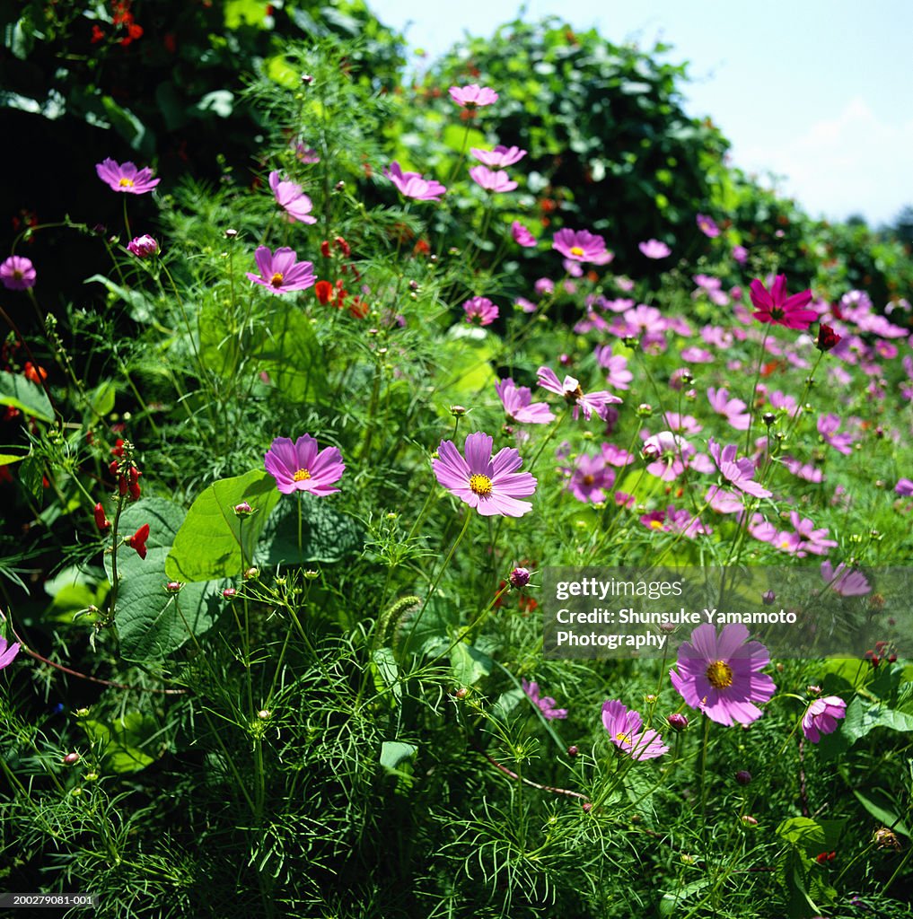 Cosmos (Cosmos bipinnatus) flowers