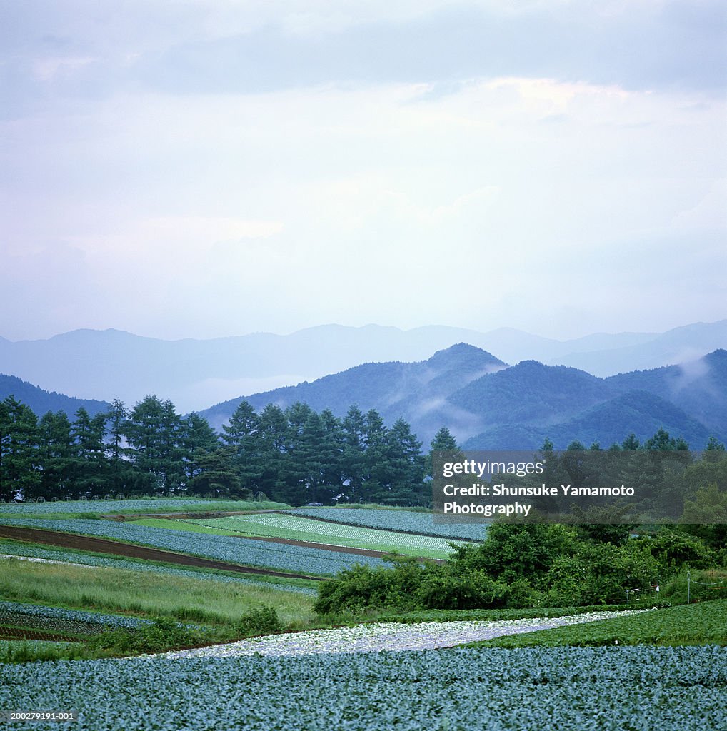 Japan, Central Honshu, Nagano Prefecture, Minamimakimura