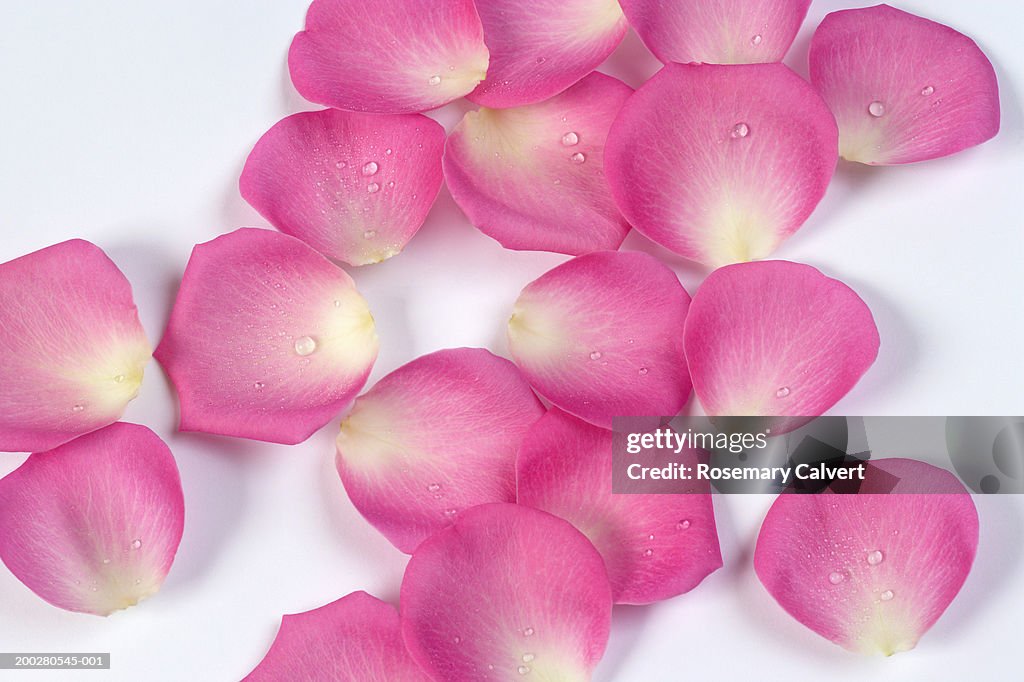 Pink rose petals scattered over white surface, close-up