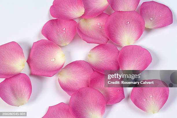 pink rose petals scattered over white surface, close-up - rose petal stock pictures, royalty-free photos & images