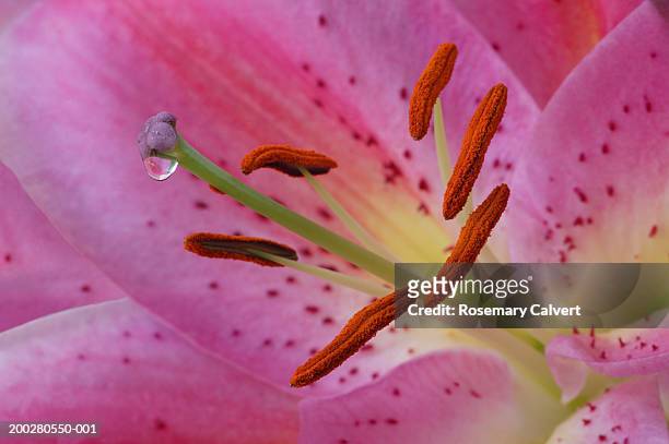 dew drop on stamen of stargazer lily (lilium orientalis), close-up - lilium stargazer - fotografias e filmes do acervo