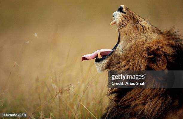 lion (panthera leo) yawning, close-up, side view - djurtunga bildbanksfoton och bilder