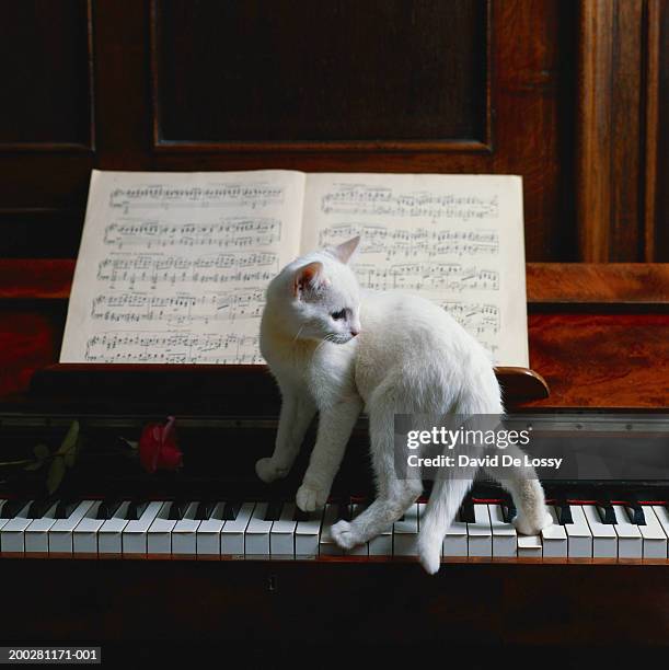 cat on piano - piano rose fotografías e imágenes de stock