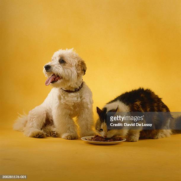 dog and cat - cat sticking tongue out stock pictures, royalty-free photos & images