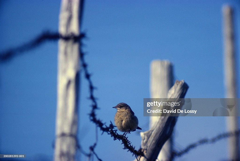 Sparrow perching on fence