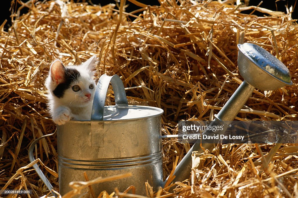 Kitten peeking out of watering can