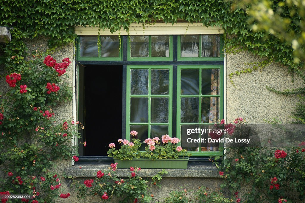 Window surrounded by climbing plants and flowers