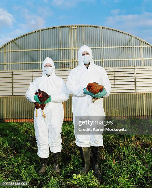 man and woman in clean suits holding chickens on farm, portrait - vogelgrippe stock-fotos und bilder