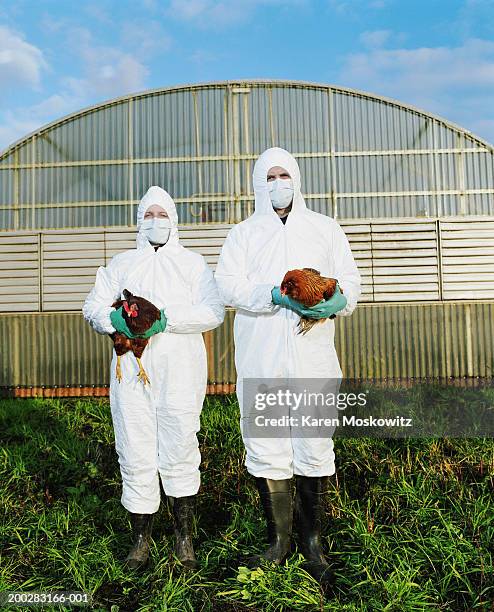 man and woman in clean suits holding chickens on farm, portrait - scared chicken stock pictures, royalty-free photos & images