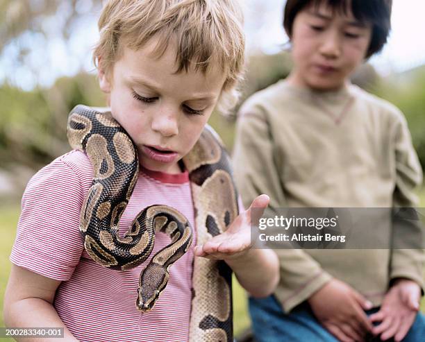 two boys (5-7) outdoors (focus on boy with ball python around neck) - child with python photos et images de collection