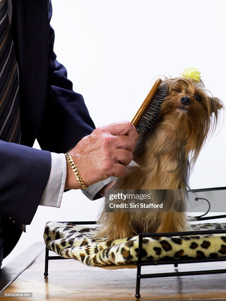 Man brushing Yorkshire Terrier's hair