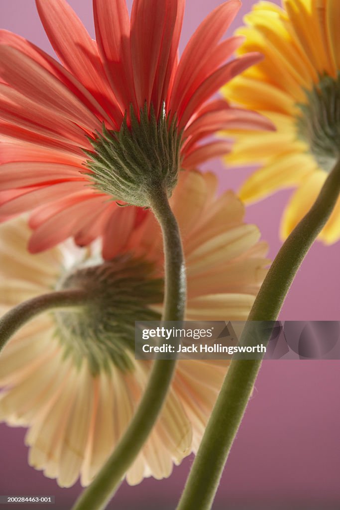 Close-up of three stalks of gerbera flowers