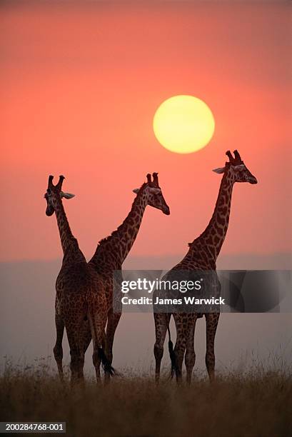 masai giraffes (giraffa camelopardalis tippelskirchi), sunset - safari animals stock pictures, royalty-free photos & images