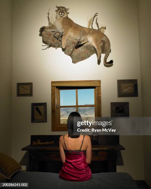 woman sitting on bed, stuffed mountain lion hanging on wall, rear view - cougar woman stock pictures, royalty-free photos & images