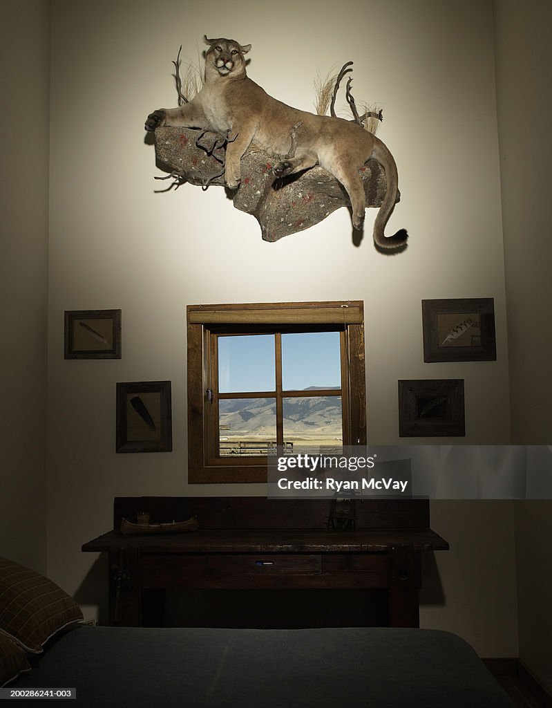Beautiful Otherkin Structures  Stuffed-mountain-lion-hanging-on-wall-in-bedroom
