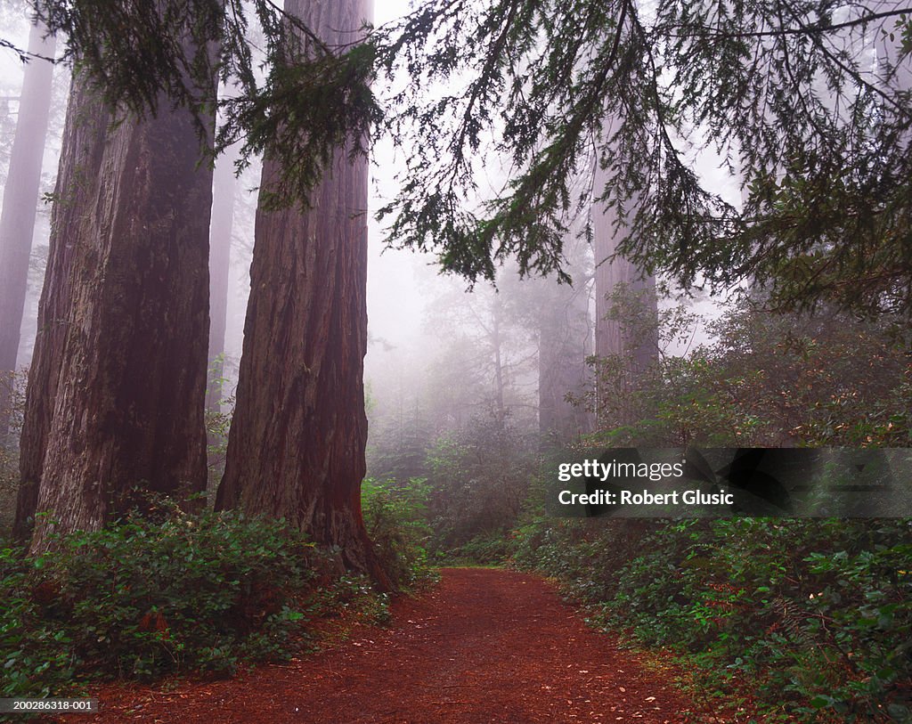 USA, California, Redwood National Park, footpath