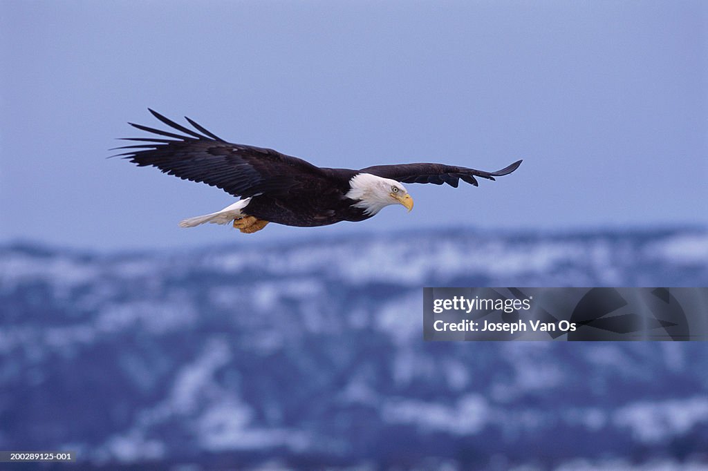 USA, Alaska, bald eagle (Haliaeetus leucocephalus) in flight