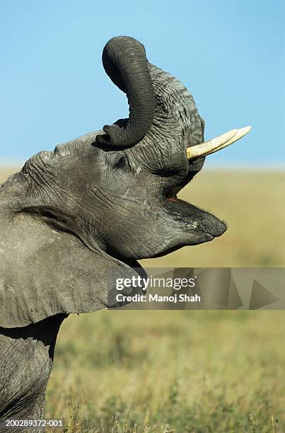 african elephant (loxodonta africana) - elefantenrüssel stock-fotos und bilder