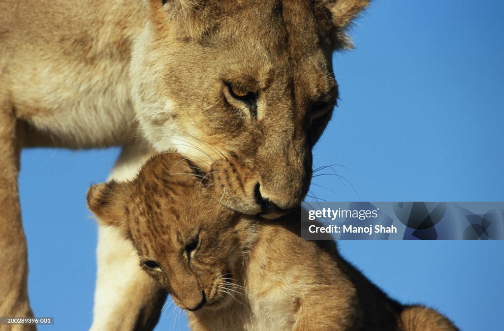 Lion (Panthera leo) mother carrying cub in mouth, close-up