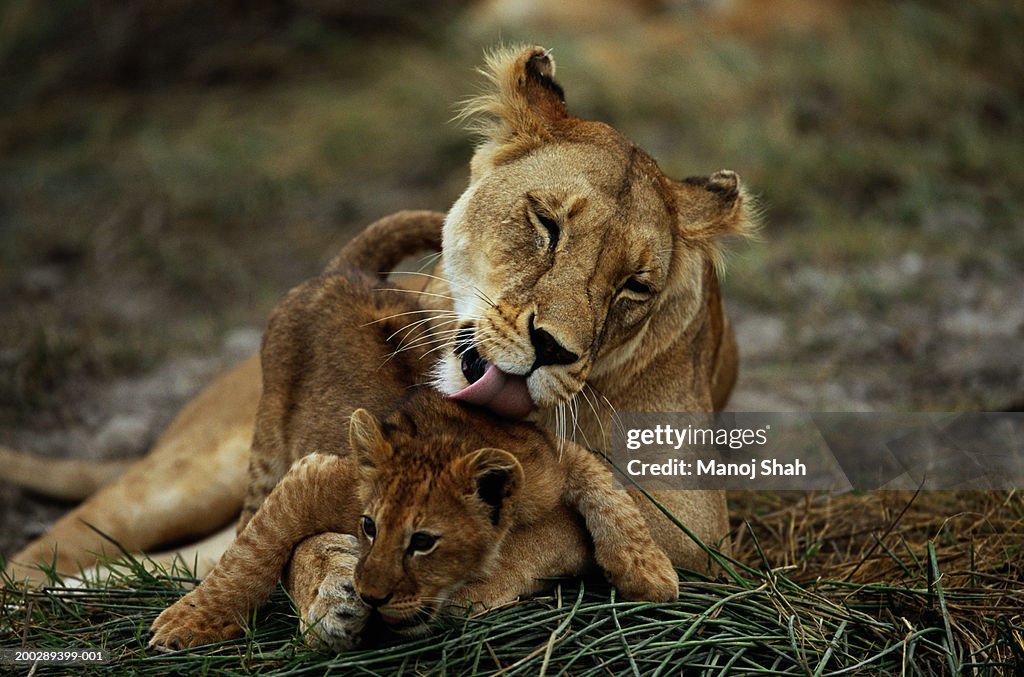 Lion (Panthera leo) mother licking cub