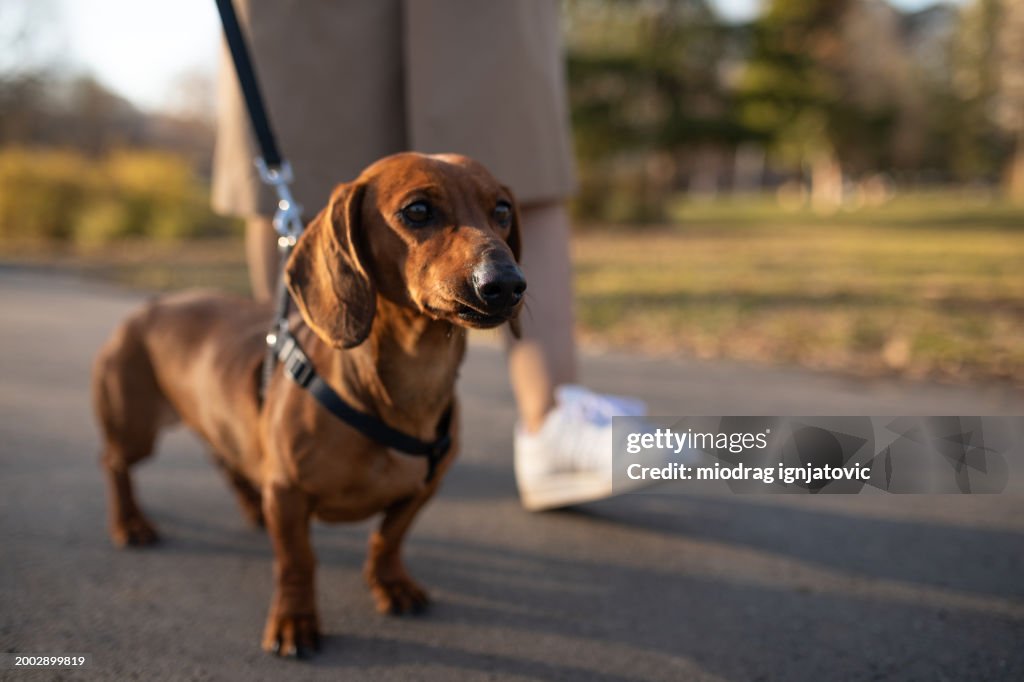 Woman taking her dog for a walk in a park