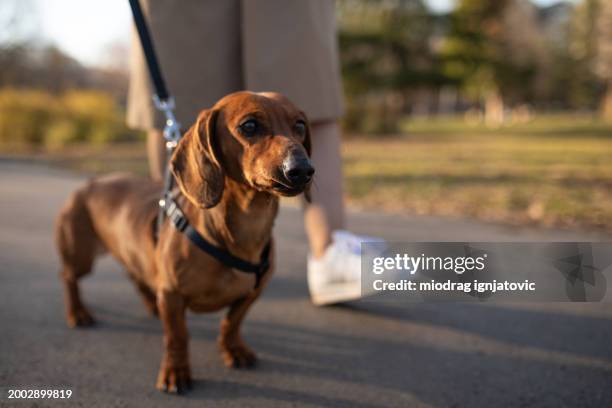 woman taking her dog for a walk in a park - dachshund stock pictures, royalty-free photos & images