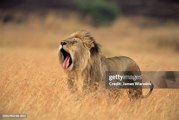 male lion (panthera leo) standing in long grass, yawning - lion expression stock pictures, royalty-free photos & images