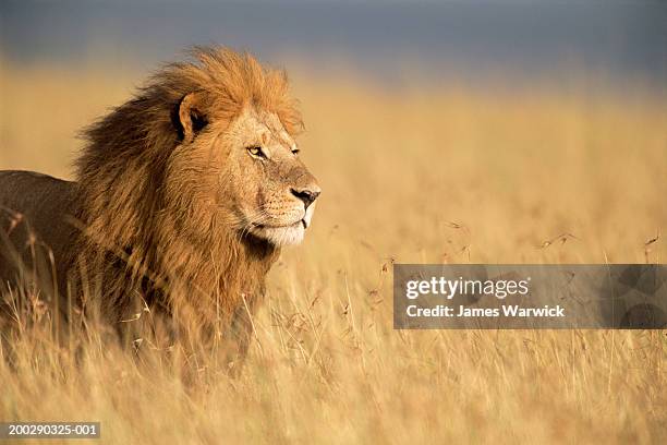 male lion (panthera leo) standing in long grass, side view - leeuw stockfoto's en -beelden