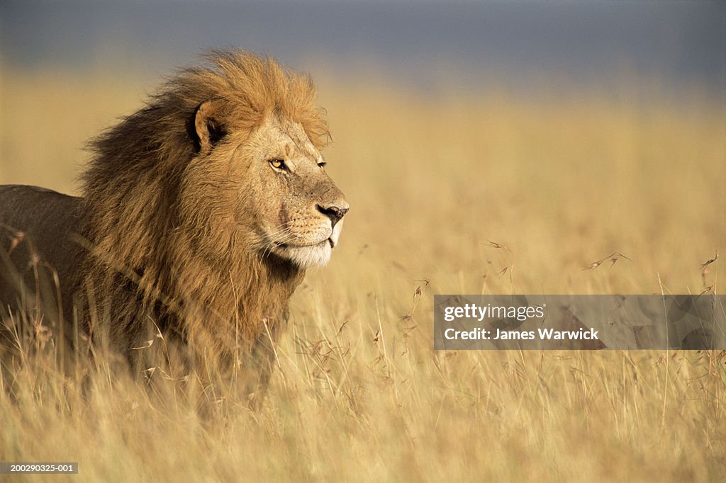 Male lion (Panthera leo) standing in long grass, side view