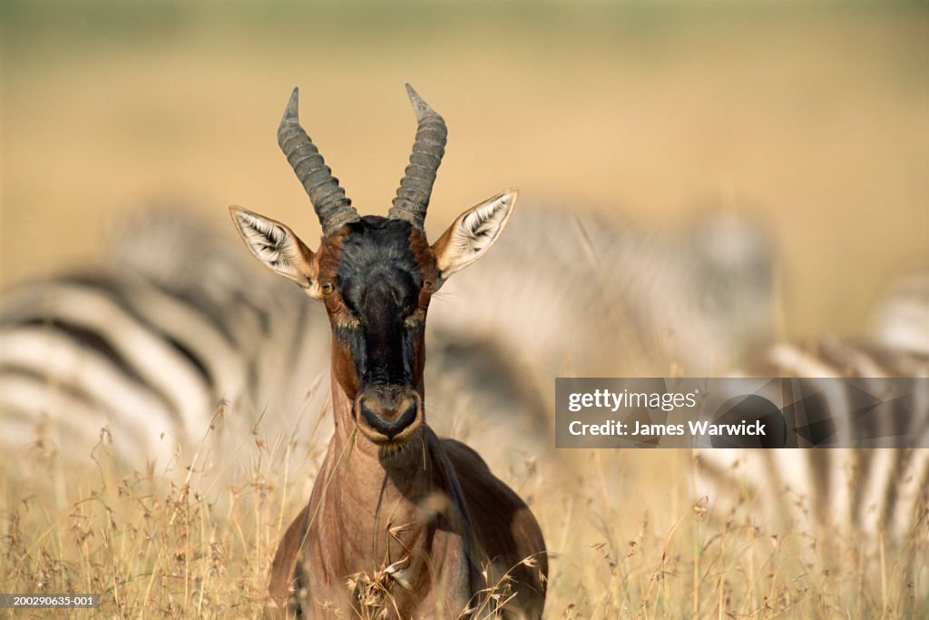 Coastal topi (Damaliscus lunatus topi), in long grass, close-up