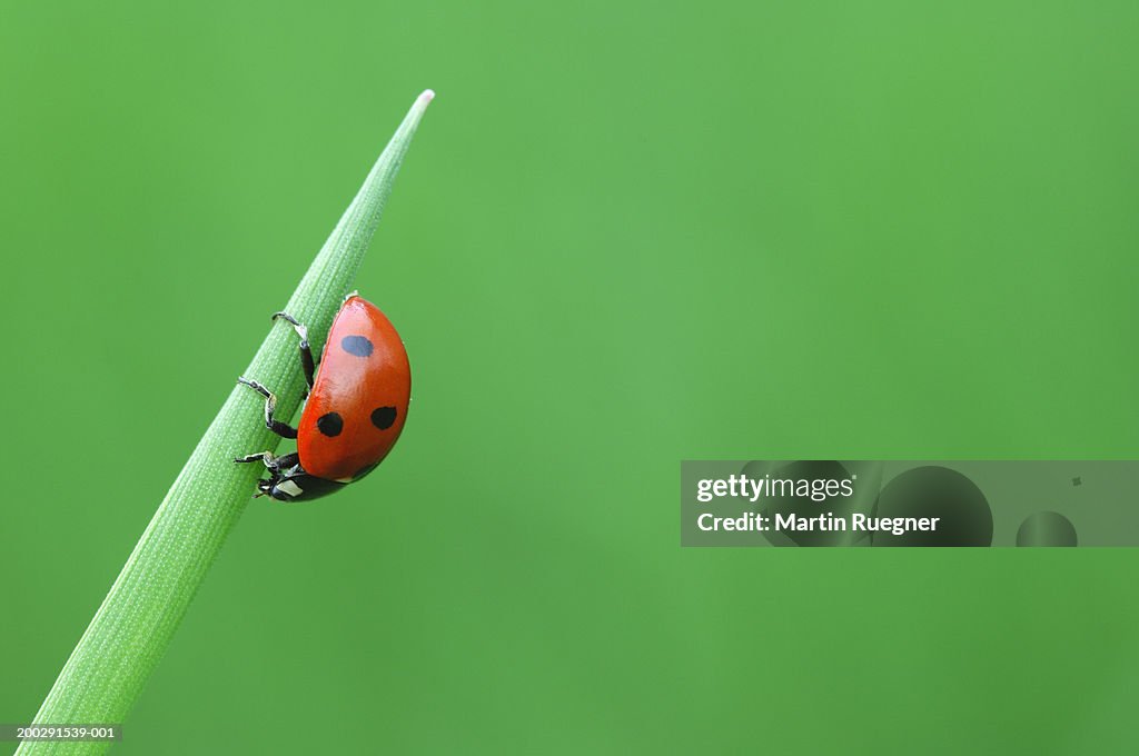 Ladybird (Coccinella novemnotata) on blade of grass, close-up